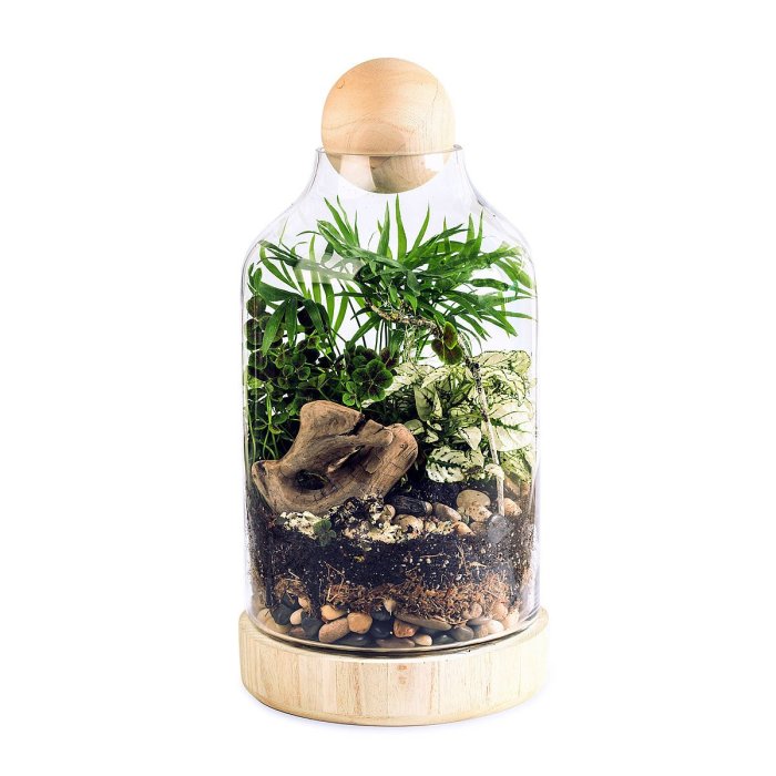 Diy terrarium kit