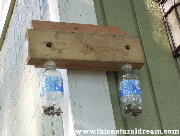 Carpenter traps catcher mymydiy repellent pallet