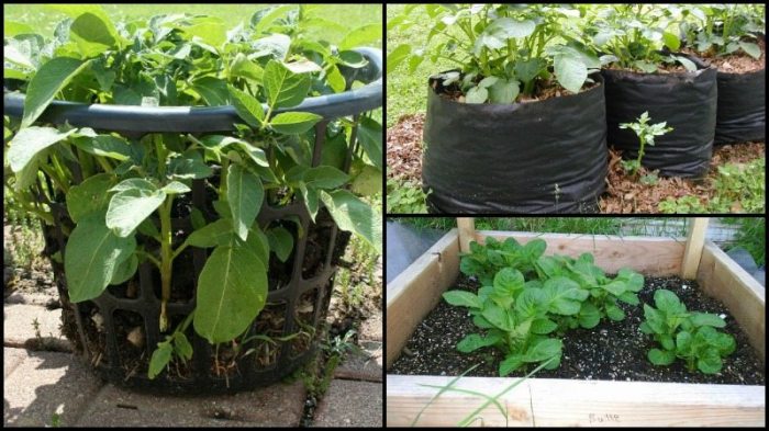 Diy potato planter