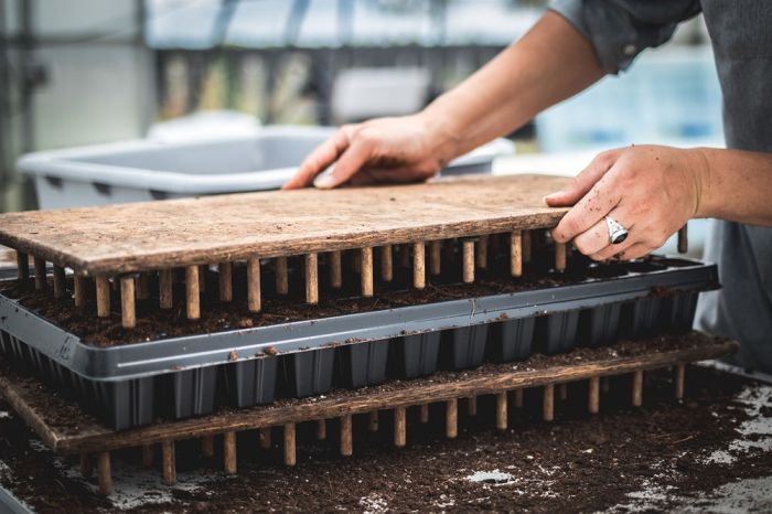 Diy seed starting trays