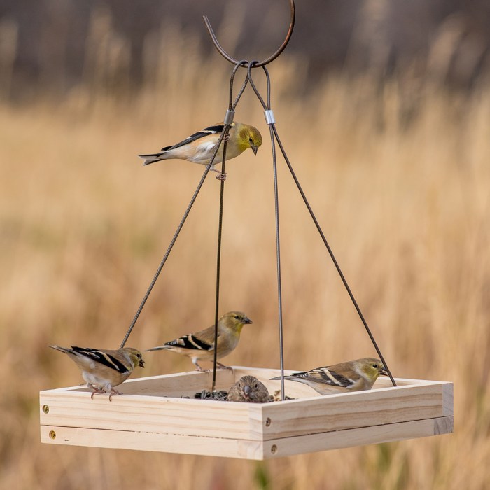 Easy diy bird feeder