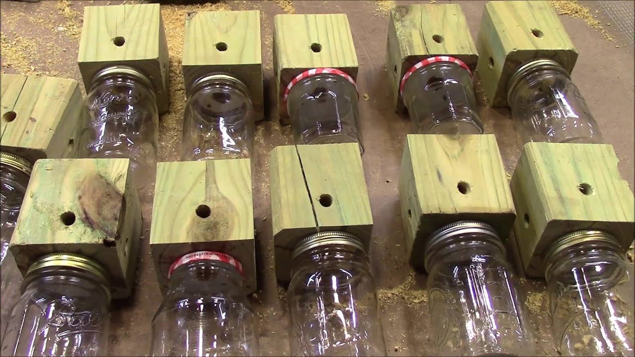 Carpenter bee traps diy