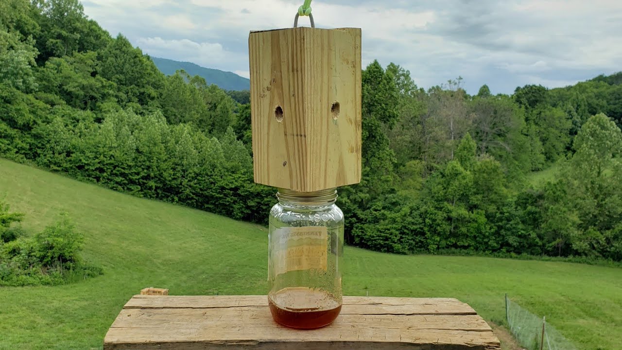 Carpenter bee traps diy