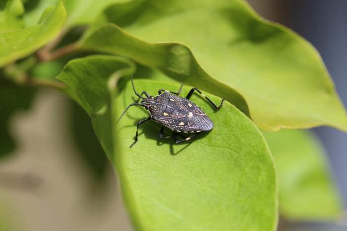 Diy stink bug trap